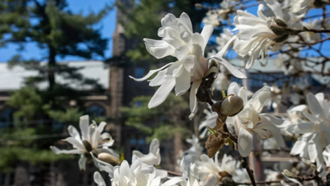 Flowers highlight a beautiful spring day on Harvard Divinity School’s campus.