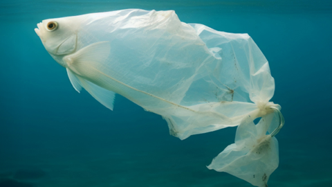 A white fish with a body that shifts into a plastic bag, underwater against a blue background.
