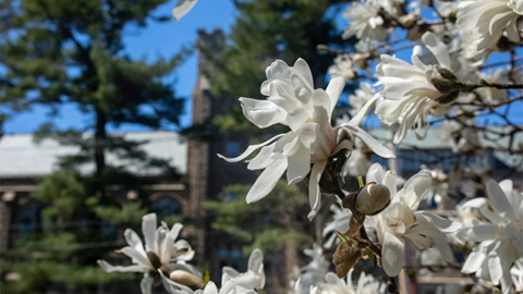 Flowers highlight a beautiful spring day on Harvard Divinity School’s campus.