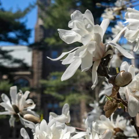 Flowers highlight a beautiful spring day on Harvard Divinity School’s campus.