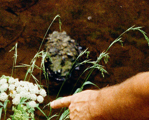 Poster for Collaborations Afield. White text set against a photo background of plants with a hand outstretched.