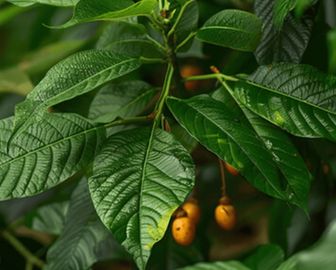 The Ibogaine plant, showing dark green leaves and yellow-orange berries.
