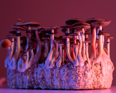 A group of mushrooms, with a purple-red color to the lighting