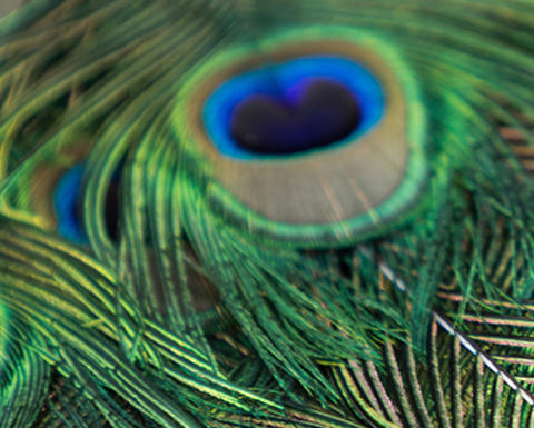 peacock feathers